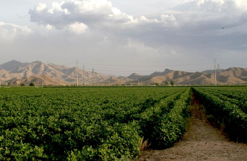 Photo of a cotton field